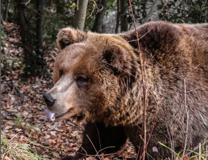 Area faunistica dell'orso - Foto Orso